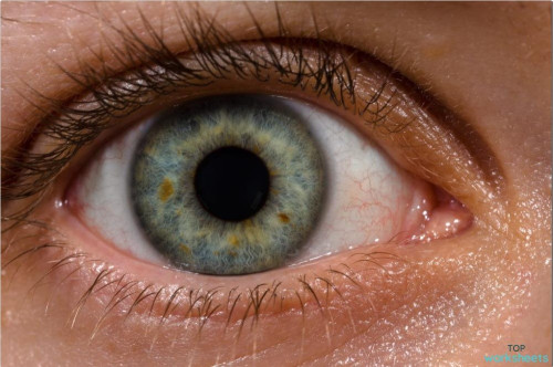 The Structure of the Eye. Interactive worksheet | TopWorksheets