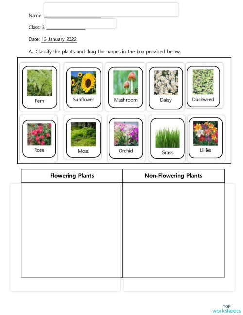 GROUPING PLANTS YEAR 3 DAY 2. Interactive worksheet | TopWorksheets