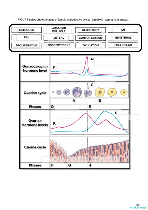 Phases of Female Reproductive Cycles. Interactive worksheet | TopWorksheets