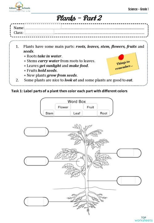 plants interactive worksheets and online exercises topworksheets