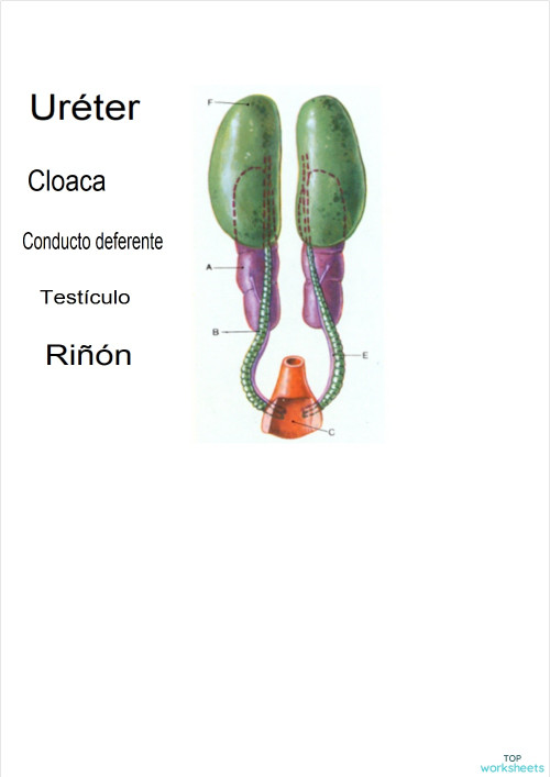 Aparato reproductor masculino Aves. Ficha interactiva | TopWorksheets