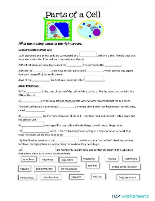 Parts of a cell. Interactive worksheet TopWorksheets