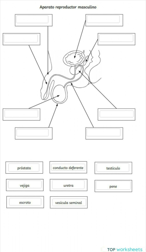 Aparato reproductor masculino. Ficha interactiva | TopWorksheets