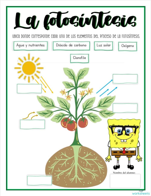 Primaria: fichas interactivas y ejercicios online | TopWorksheets