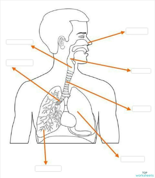 Aparato Respiratorio Diversificación Ficha Interactiva Topworksheets 3724