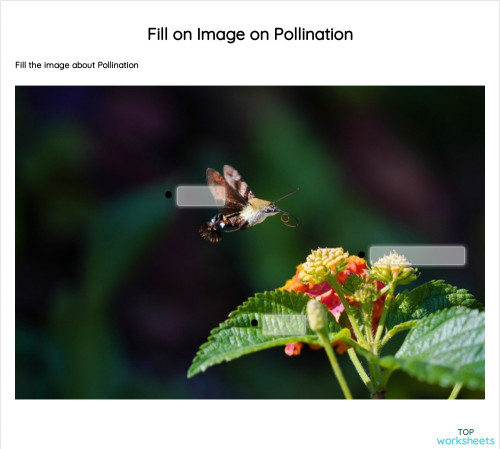 Fill on Image on Pollination. Interactive worksheet | TopWorksheets