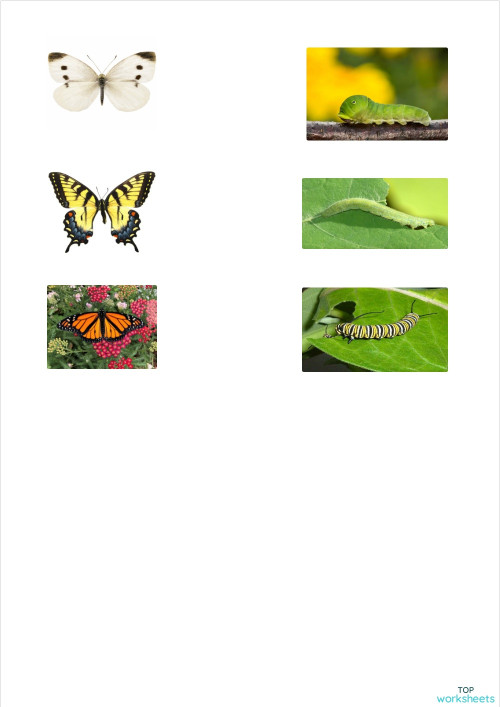 match-the-caterpillar-with-the-butterflies-ficha-interactiva