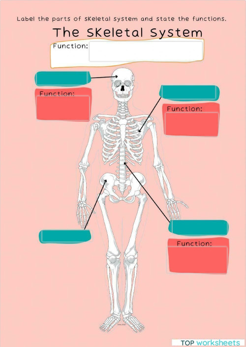 Skeletal Systems. Interactive worksheet TopWorksheets