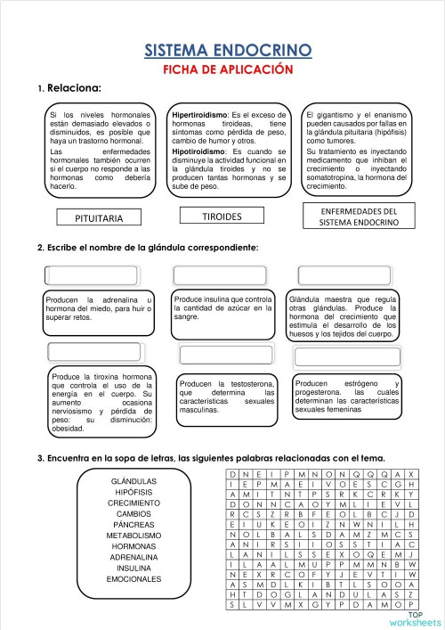 SISTEMA ENDOCRINO. Ficha interactiva | TopWorksheets