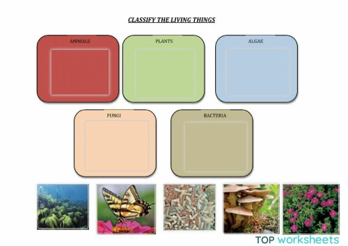 Classification of living things. Interactive worksheet | TopWorksheets