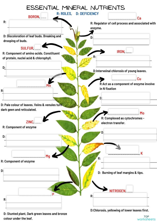 flowers name interactive worksheet topworksheets