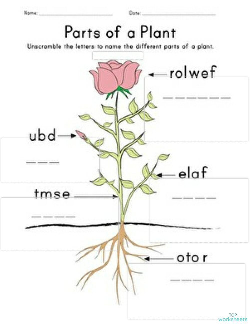 Label the plant. Interactive worksheet TopWorksheets