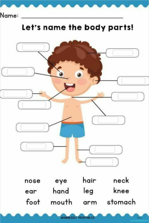 name body 210 ใบงานเชิงโต้ตอบ | TopWorksheets