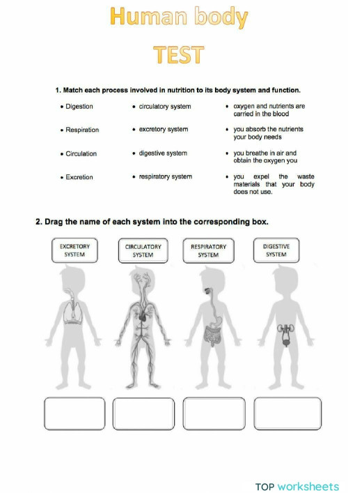 Human body test. Ficha interactiva TopWorksheets