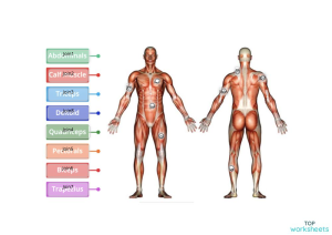 Muscles. Interactive worksheet | TopWorksheets
