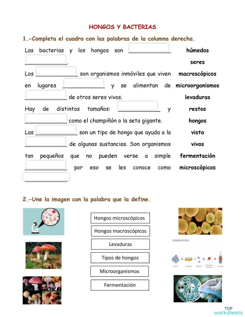 Hongos y Bacterias. Ficha interactiva | TopWorksheets