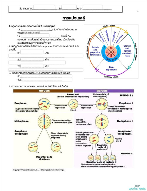 Cell division-worksheet ใบงานเชิงโต้ตอบ | TopWorksheets