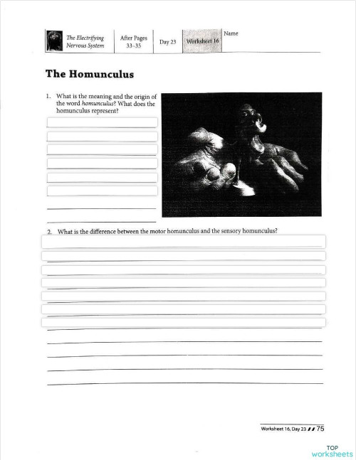 Worksheet 16: The Homunculus Pg 75. Interactive worksheet | TopWorksheets