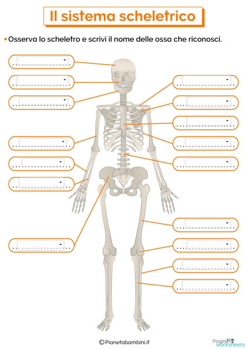 Lo scheletro. Scheda interattiva | TopWorksheets