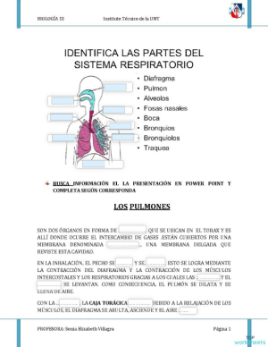 sistema Respiratorio. Ficha interactiva | TopWorksheets