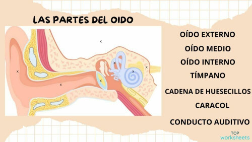 las partes del oido. Ficha interactiva | TopWorksheets
