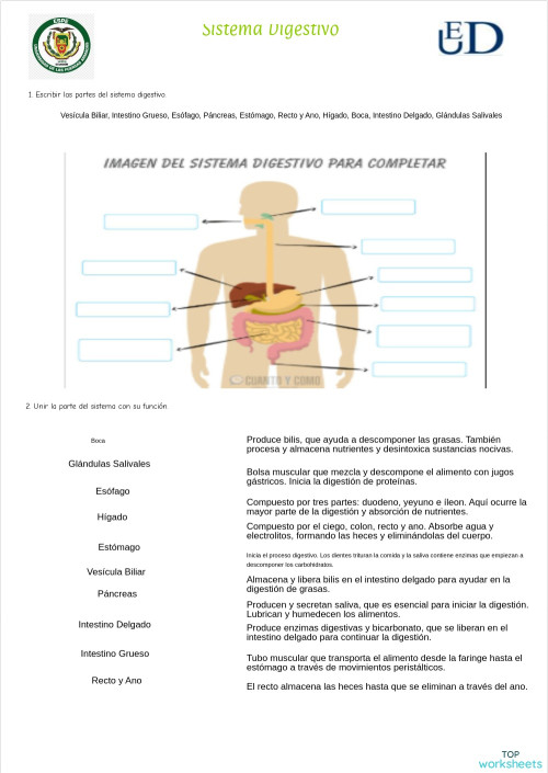 Sistema Digestivo Ficha Interactiva Topworksheets