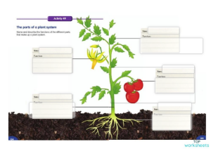 Unit overview plant system. Interactive worksheet | TopWorksheets