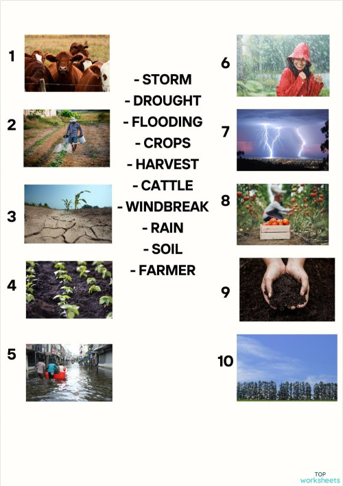 Match images and vocabulary. Interactive worksheet | TopWorksheets