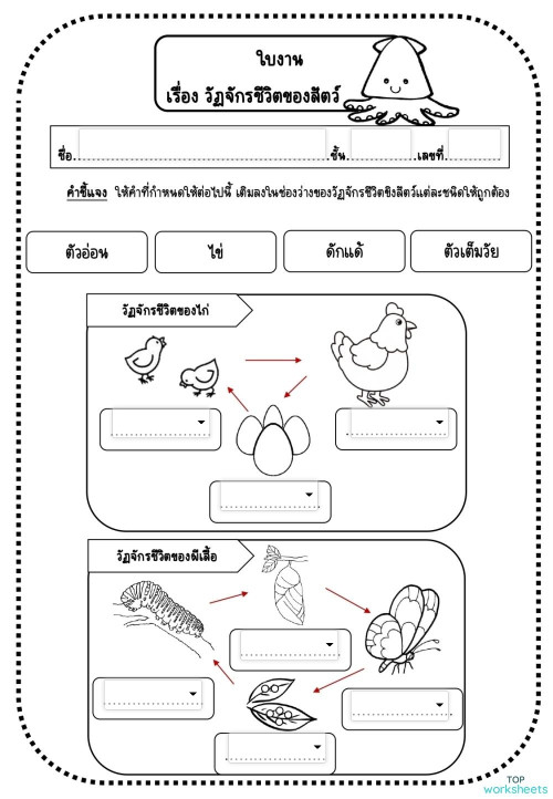 ใบงานวัฏจักรชีวิตของสัตว์ ป.3 ใบงานเชิงโต้ตอบ | TopWorksheets