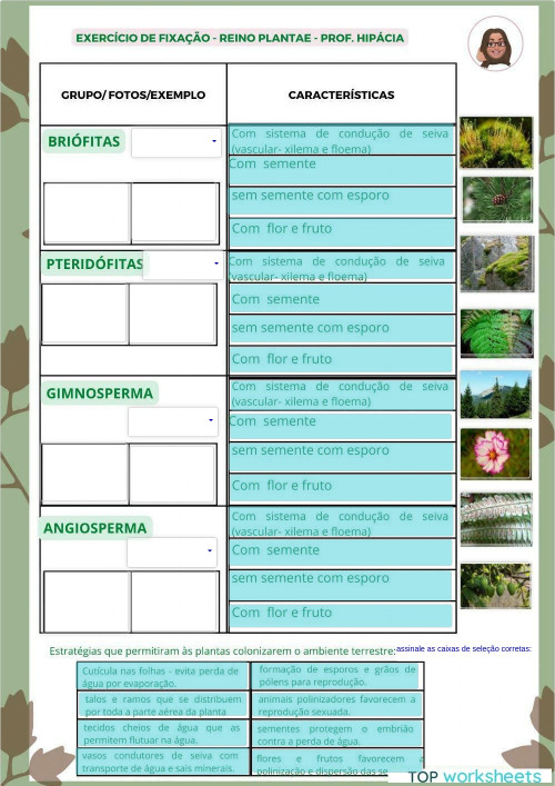 Lista De Exercícios Sobre O Reino Plantae – ICVF