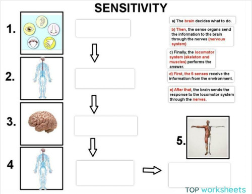 Process of sensitivity. Interactive worksheet | TopWorksheets