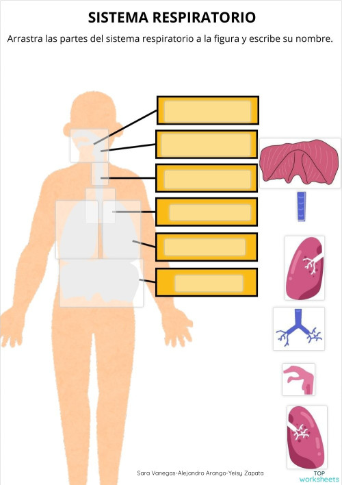 Sistema Respiratorio. Ficha interactiva | TopWorksheets