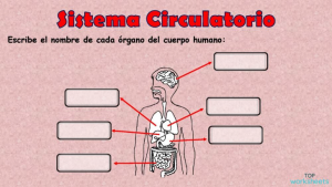 SISTEMA RESPIRATORIO. Ficha interactiva | TopWorksheets