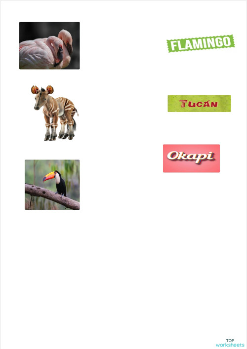 Matching animals. Interactive worksheet | TopWorksheets