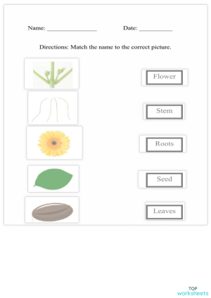 Parts of a plant worksheet 5th grade