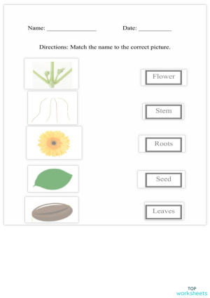 plants interactive worksheets and online exercises topworksheets