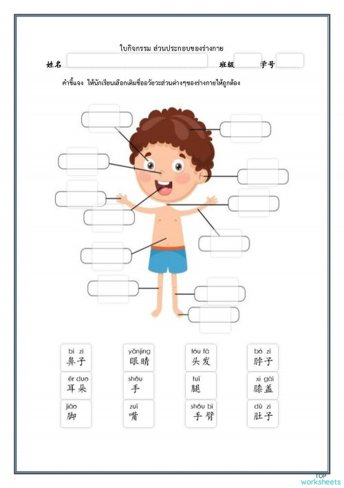 ส่วนประกอบของร่างกาย ใบงานเชิงโต้ตอบ | TopWorksheets