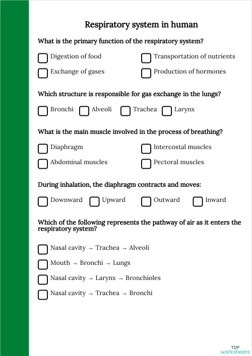 Respiratory system in human. Interactive worksheet | TopWorksheets