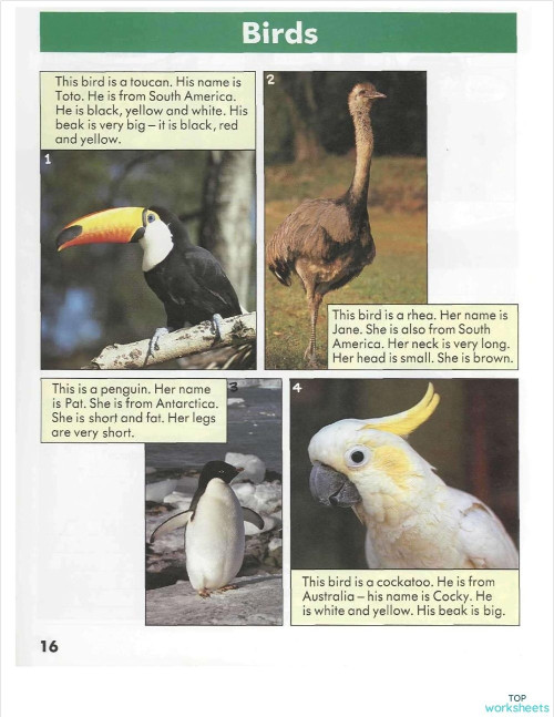 Reading Practice Interactive Worksheet Topworksheets