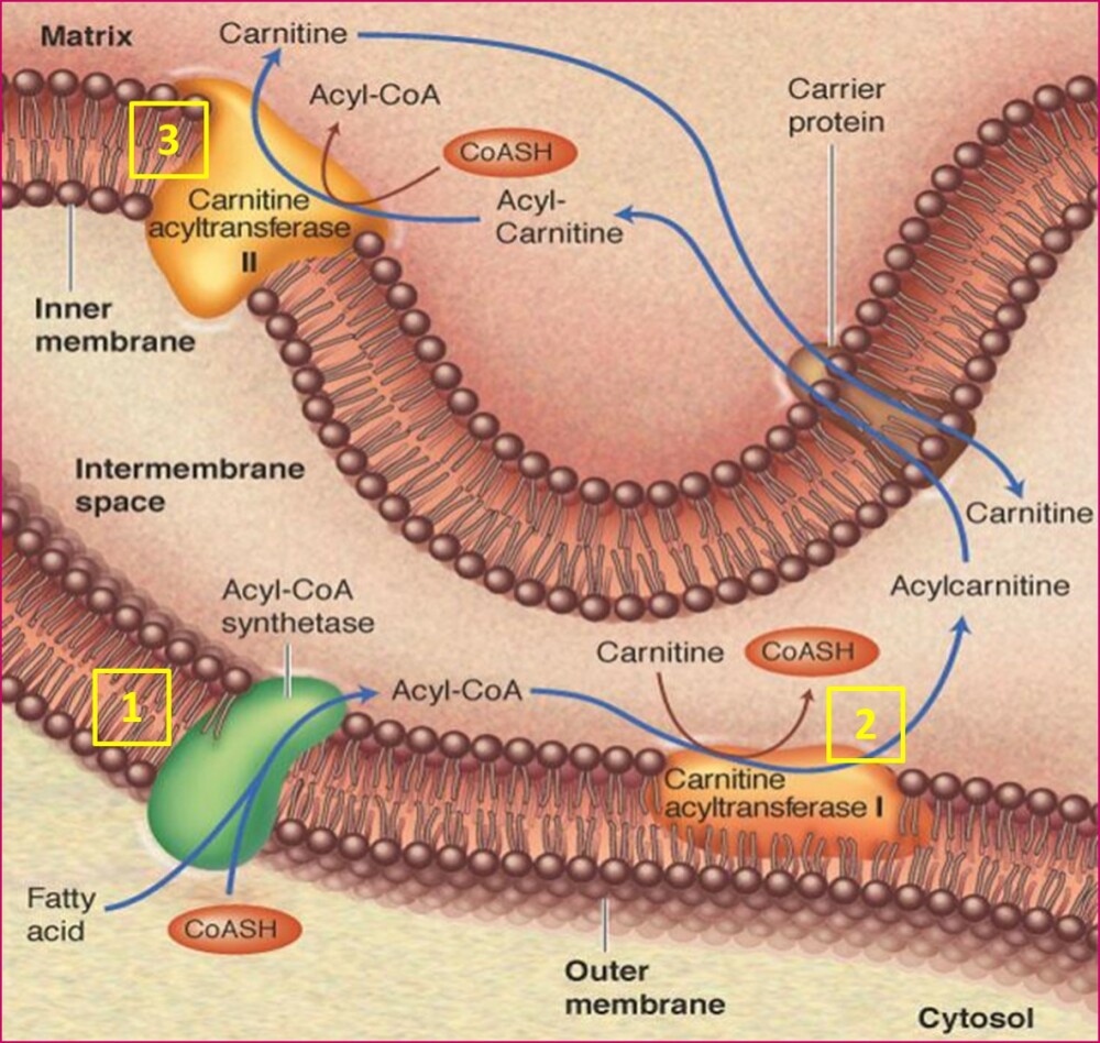 Activation and transport of fatty acid. Interactive worksheet ...
