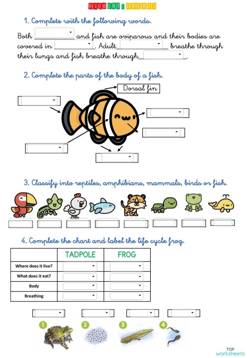 VERTEBRATES REVIEW. Interactive worksheet | TopWorksheets