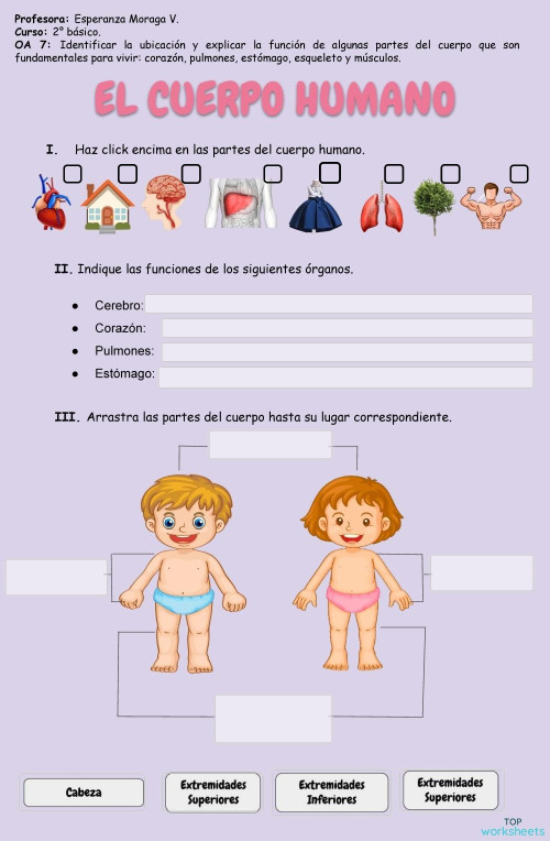 El cuerpo humano 2°. Ficha interactiva | TopWorksheets