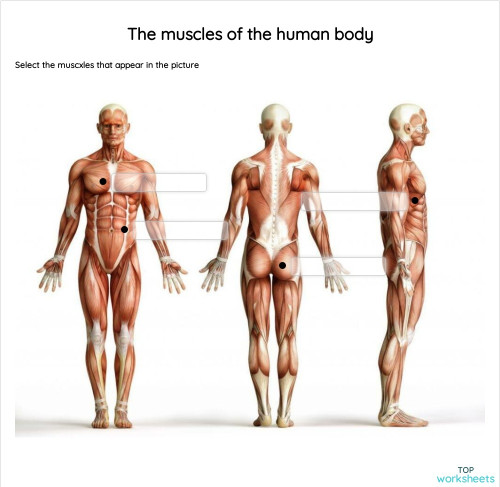 The muscles of the human body. Interactive worksheet | TopWorksheets