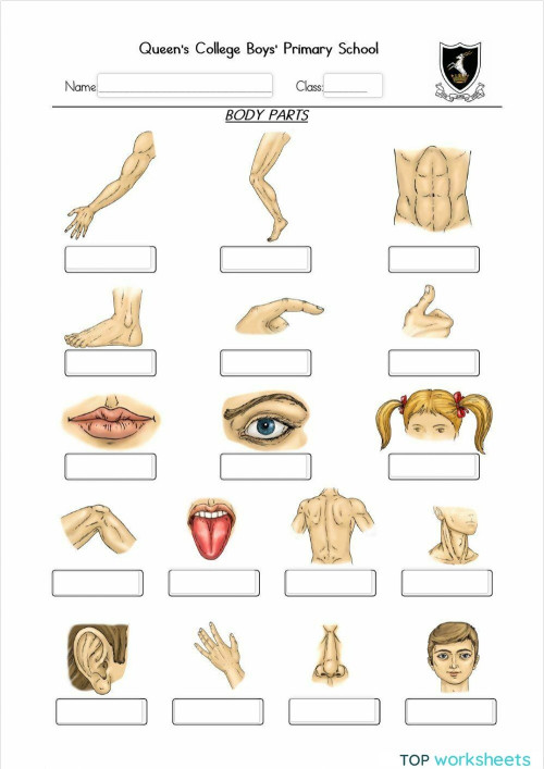 Xhosa Label the body parts (drag and drop). Interactive worksheet