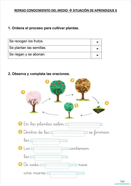 Hoja De Trabajo Sobre Las Partes De Una Semilla