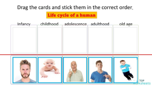 Life cycle of a human. Interactive worksheet | TopWorksheets