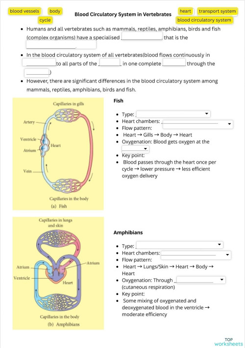 (1U3)F3ScTBpg87. Interactive worksheet | TopWorksheets