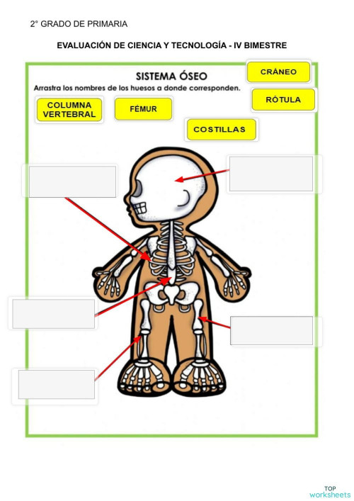EVALUACIÓN DE CIENCIA Y TECNOLOGÍA. Ficha interactiva | TopWorksheets