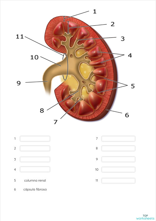 Anatomía interna del riñón. Ficha interactiva | TopWorksheets