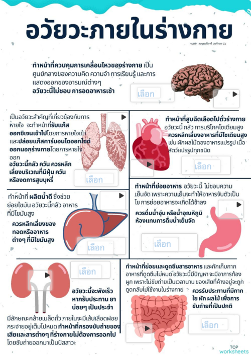 อวัยวะภายในร่างกาย ใบงานเชิงโต้ตอบ | TopWorksheets